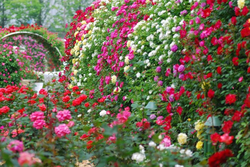 Beautiful Rose Garden (View 3 of 8)