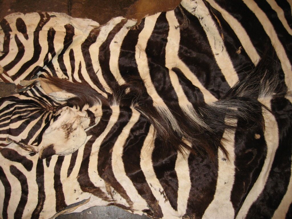 Authentic Zebra Skin Rug Pictures Home Furniture Ideas Inside Zebra Skin Rugs (View 10 of 15)