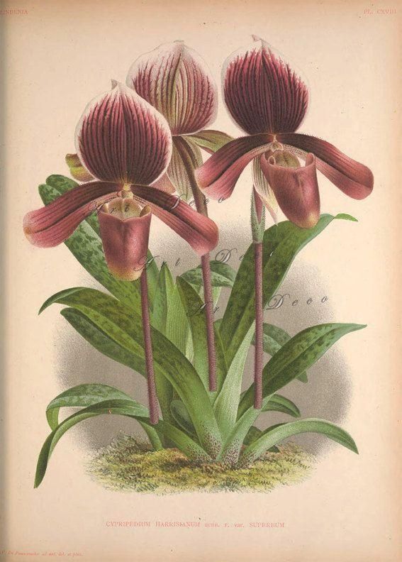567 Best Botanical Art Images On Pinterest | Botanical Prints Pertaining To Botanical Prints Etsy (View 16 of 20)