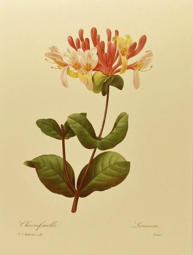 96 Best Art Botanical Illustrations Images On Pinterest Within Botanical Prints Etsy (View 11 of 20)