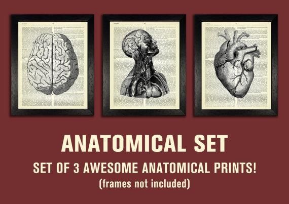 Anatomical Set Anatomy Print Set Medical Wall Art With Medical Wall Art (View 10 of 20)
