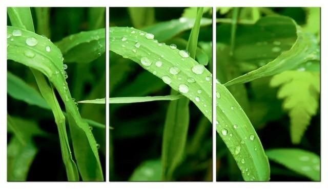Canvas Photo Prints, Framed 3 Panel Green Grass Leaves Painting Within Green Canvas Wall Art (View 12 of 20)