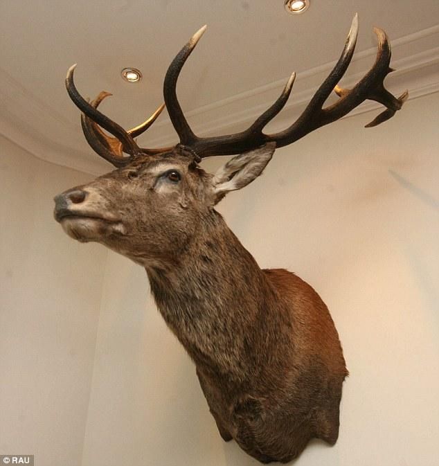Exmoor Emperor: Is Executed Stag's Head On Devon's Hartnoll Hotel Intended For Stag Head Wall Art (View 15 of 20)