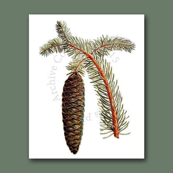 50 Best Pine Cones Images On Pinterest | Pine Cones, Pinecone And Within Pine Cone Wall Art (Photo 12 of 20)
