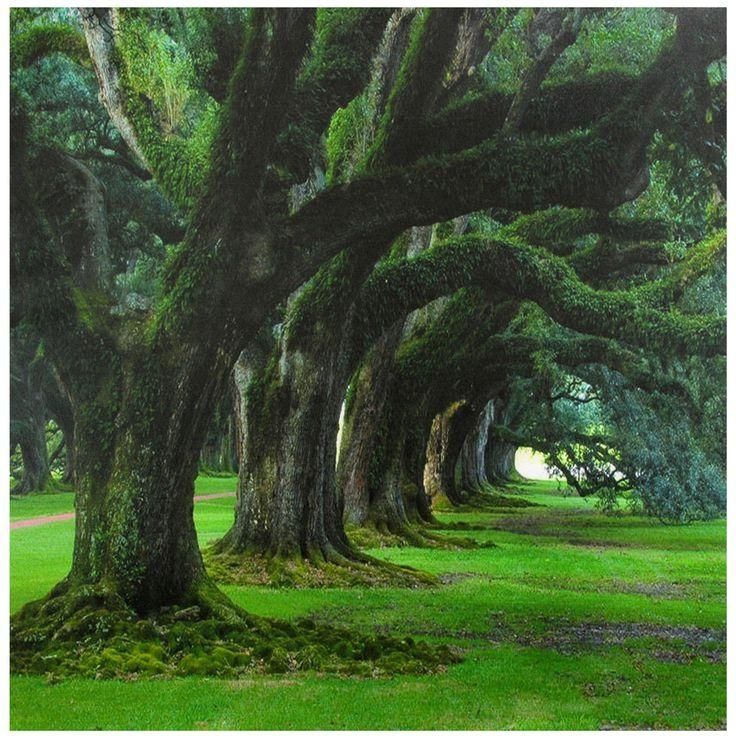 81 Best Button Trees Images On Pinterest | Tree Of Life, Canvas With Regard To Live Oak Tree Wall Art (View 14 of 20)