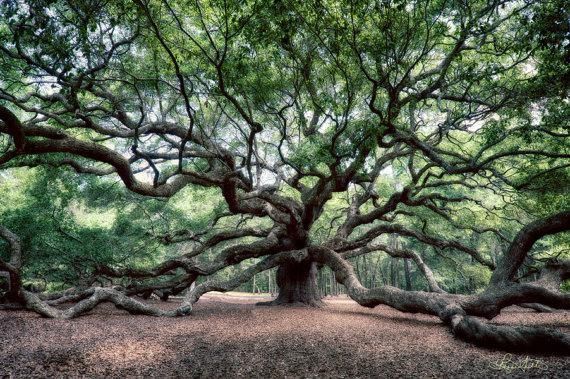 Angel Live Oak Tree Charleston South Carolina Lowcountry Pertaining To Live Oak Tree Wall Art (View 12 of 20)