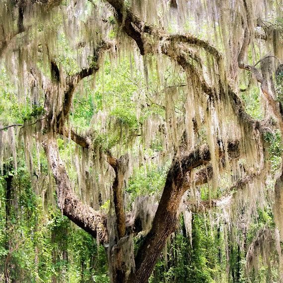 Charleston Art Spanish Moss Live Oak Tree Photography Low Throughout Live Oak Tree Wall Art (View 9 of 20)