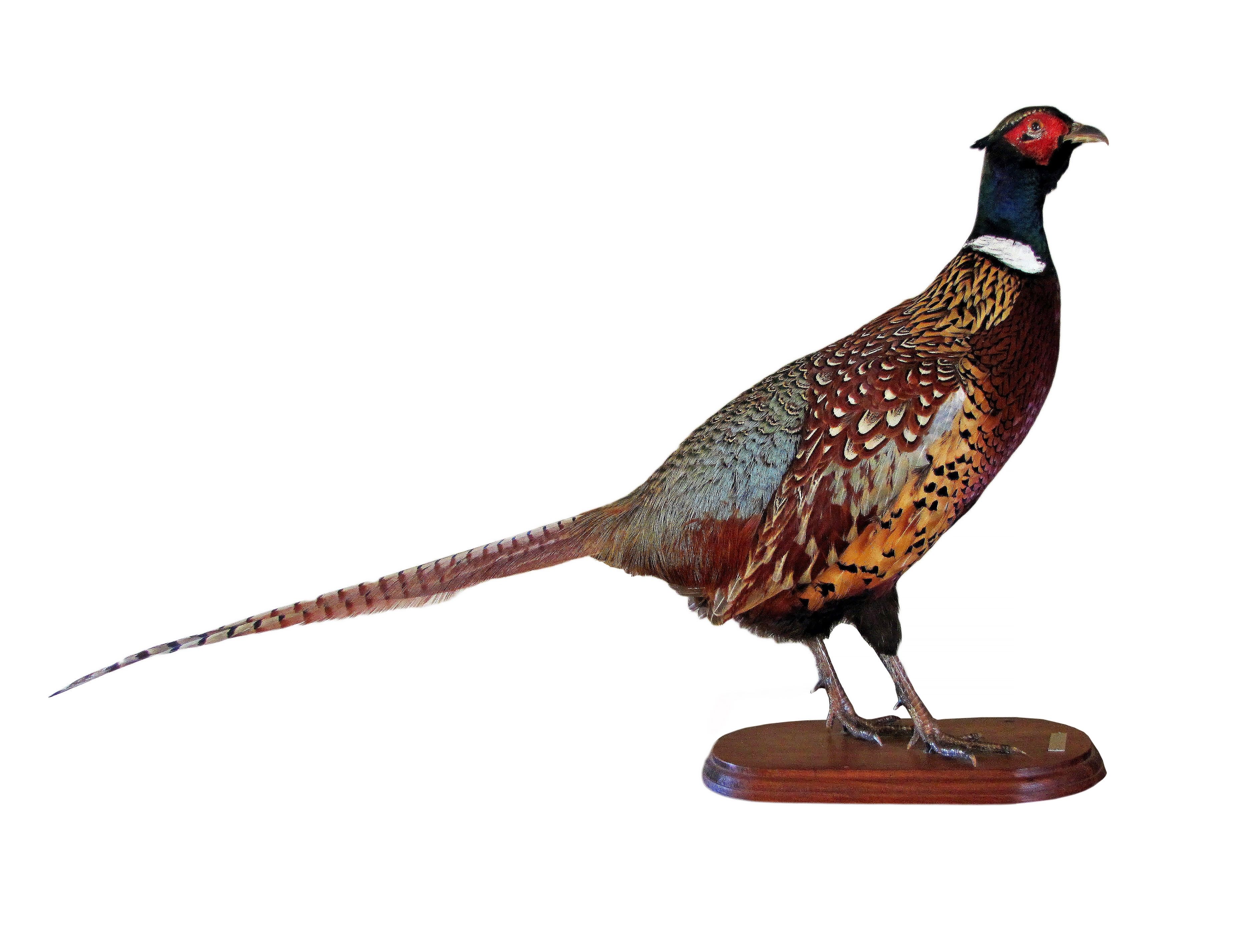 Dining Table Or Taxidermist?colin Partridge | Westley Richards Pertaining To Most Recent Partridge Dining Tables (View 16 of 20)