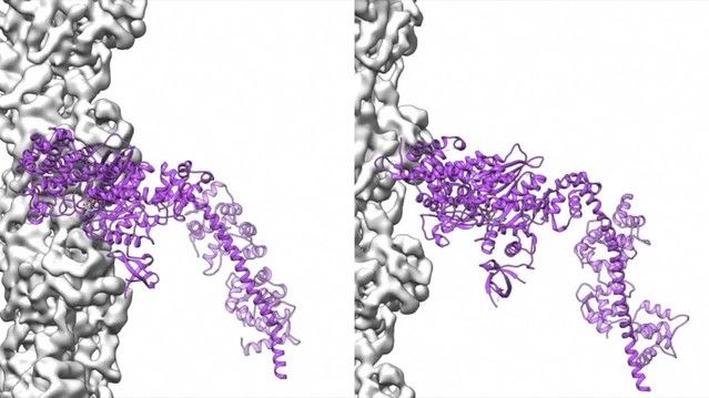 Cryo Em Structures Reveal Specialization At The Myosin Vi Within Robblee 4 Light Geometric Pendants (View 11 of 25)