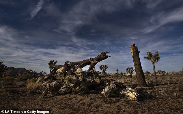 Heartbreaking Images Show The Destruction Of Joshua Tree In Porch &amp; Den Park Point Blush 24 Inch Tier Pairs (View 20 of 25)