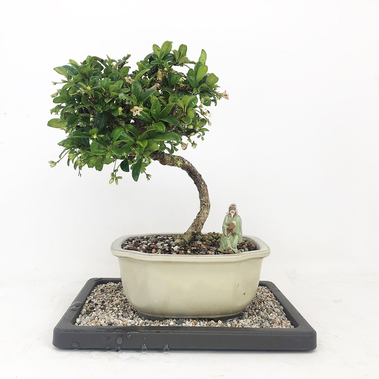 Carmona 6 Pot Indoor Houseplant Fukien Tea Bonsai Tree Pertaining To Carmon Ceramic Garden Tool (View 22 of 25)