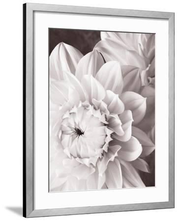 Black And White Dahlias I Art Printchristine Zalewski With Monochrome Framed Art Prints (View 7 of 15)