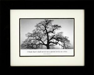 Framed Oak Tree At Sunsetansel Adams With Quote 10X8 With Dragon Tree Framed Art Prints (View 13 of 15)