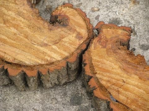 Heart Wood Natural Primitive Log And Tree Bark Rustic Intended For Nature Wood Wall Art (View 1 of 15)