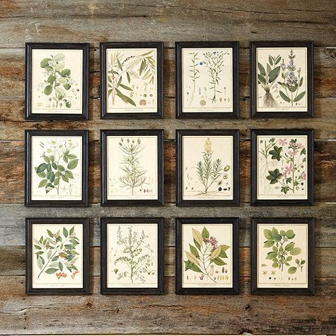 Heines Botanical Framed Art | Ballard Designs | Botanical For Minimalism Framed Art Prints (View 1 of 15)
