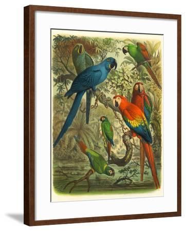 Tropical Birds Iii Art Printcassel | Art Pertaining To Tropical Framed Art Prints (View 4 of 15)