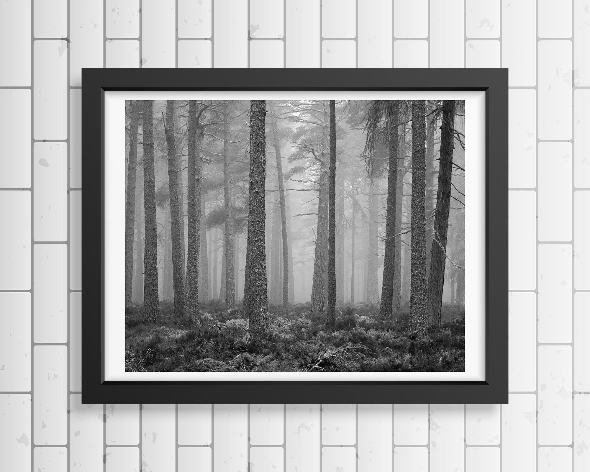 Misty Pines Black And White Photography Trees Treescape – Etsy For Misty Pines Wall Art (View 3 of 15)