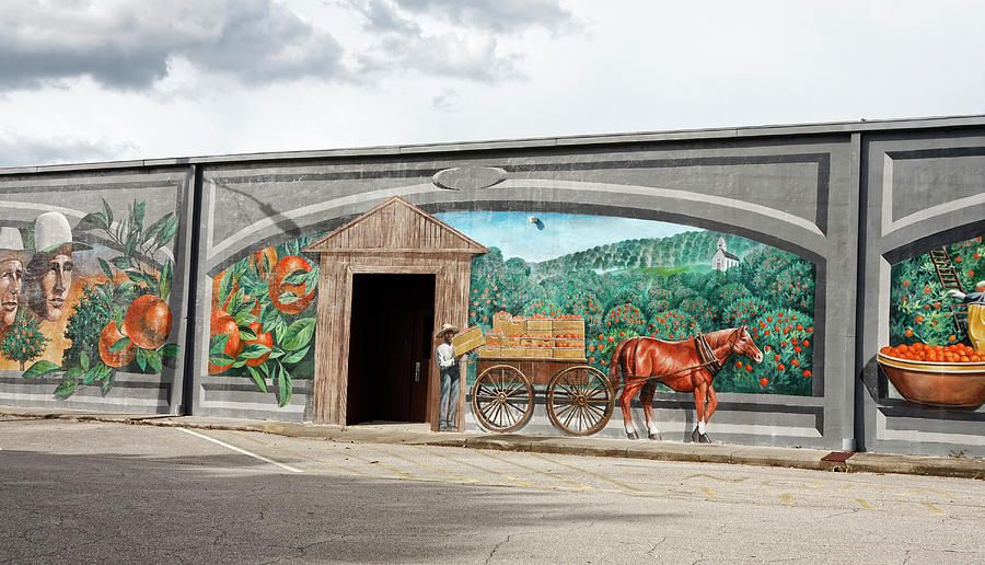 Orange Grove Mural Photographsally Weigand – Fine Art America Pertaining To Orange Grove Wall Art (View 12 of 15)