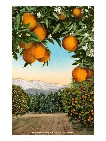 Orange Grove With Mountains In Background' Art Print | Art | Orange  Grove, Orange, Orange Tree With Regard To Orange Grove Wall Art (View 9 of 15)