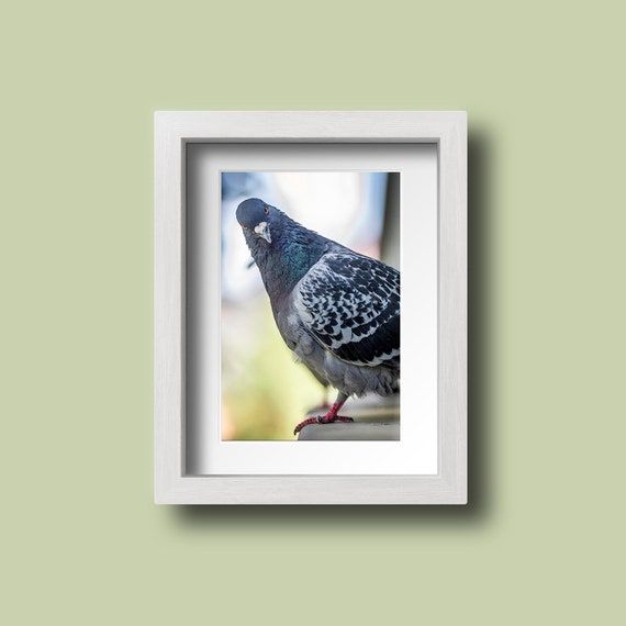 Pigeon Art Print Pigeon Photo Pigeon Wall Art Bird Decor – Etsy France Intended For Pigeon Wall Art (View 2 of 15)