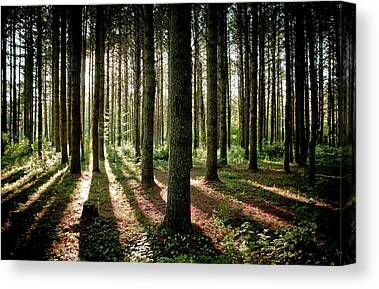 Pine Tree Canvas Prints & Wall Art Pertaining To Pine Forest Wall Art (View 12 of 15)