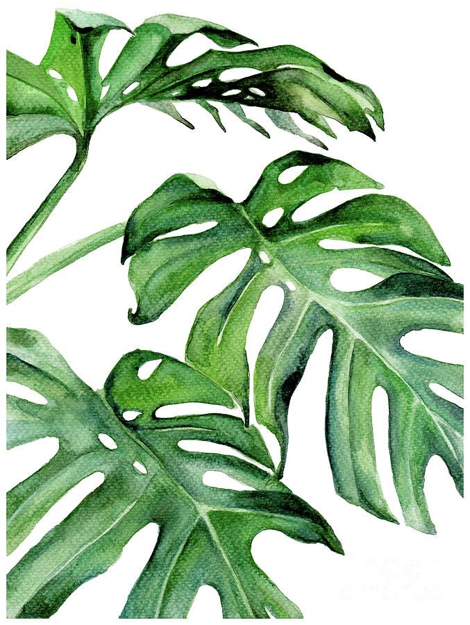 Tropical Leaf Iii Paintingpdfdecor Wall Art – Fine Art America With Regard To Tropical Leaves Wall Art (View 2 of 15)