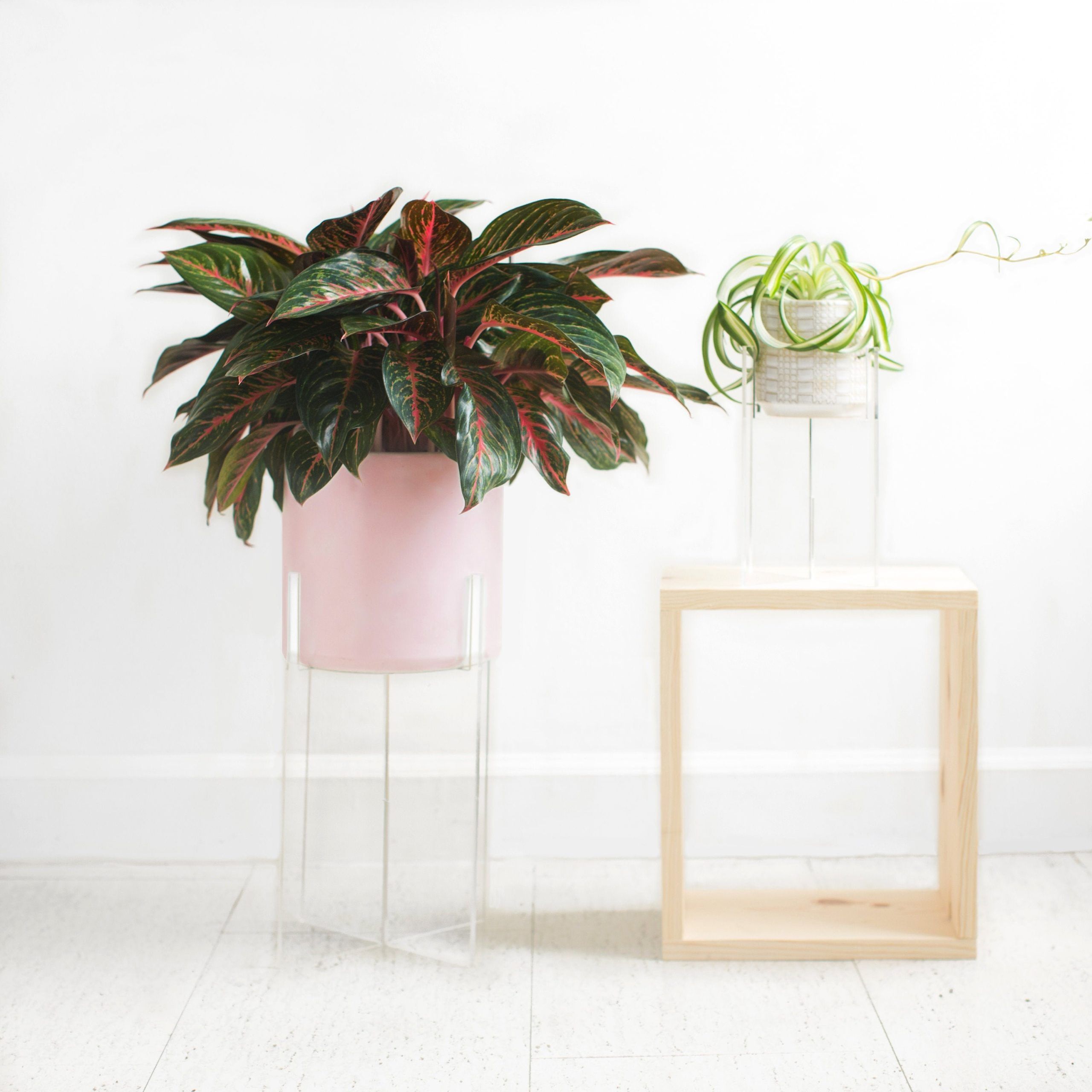 Acrylic Plant Stand – Etsy Pertaining To Crystal Clear Plant Stands (View 11 of 15)