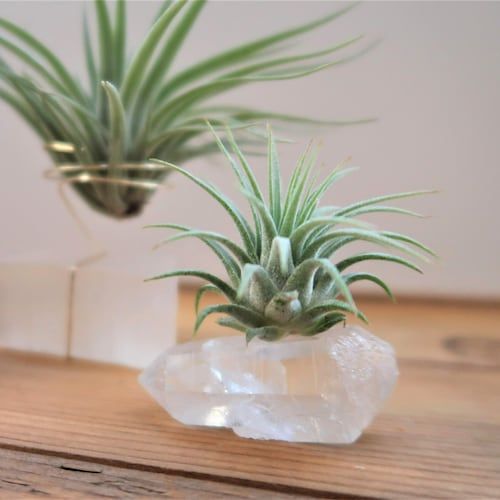 Clear Quartz Dream Manifestation Crystal And Live – Etsy With Crystal Clear Plant Stands (View 6 of 15)
