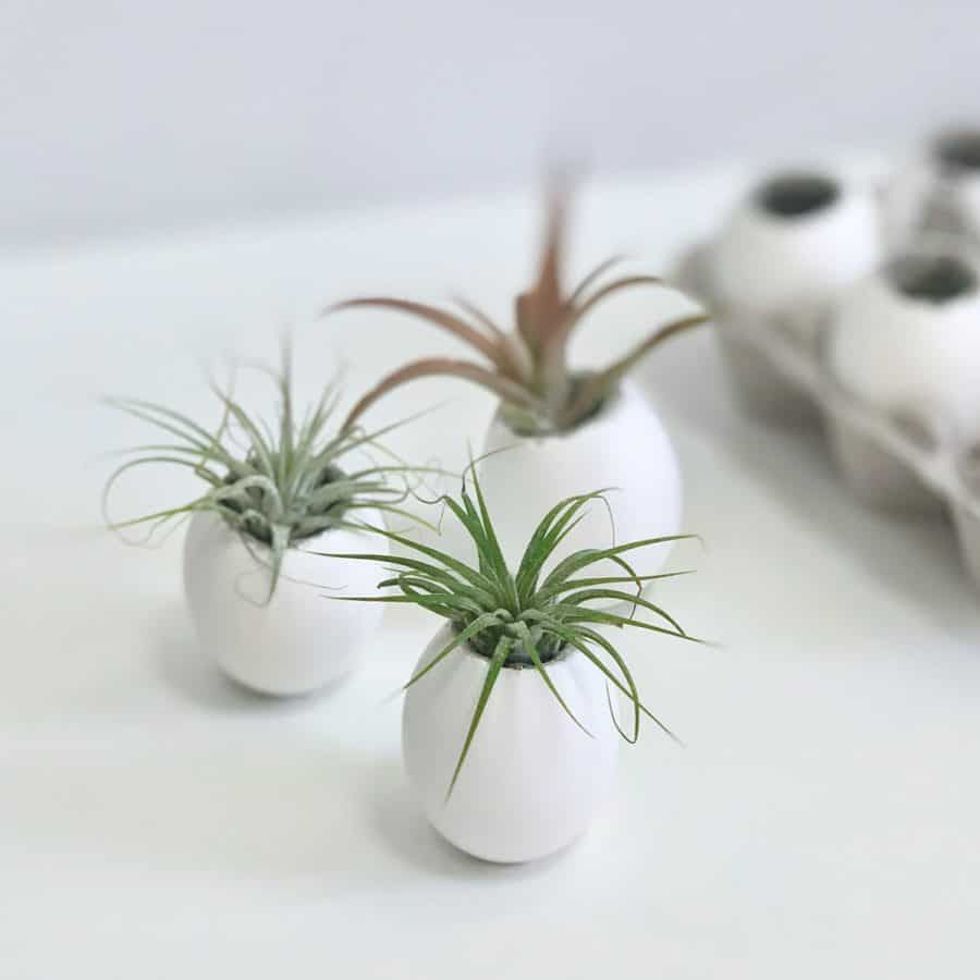 Concrete Eggshell Planters For Air Plants – Artsy Pretty Plants Inside Eggshell Plant Stands (View 13 of 15)
