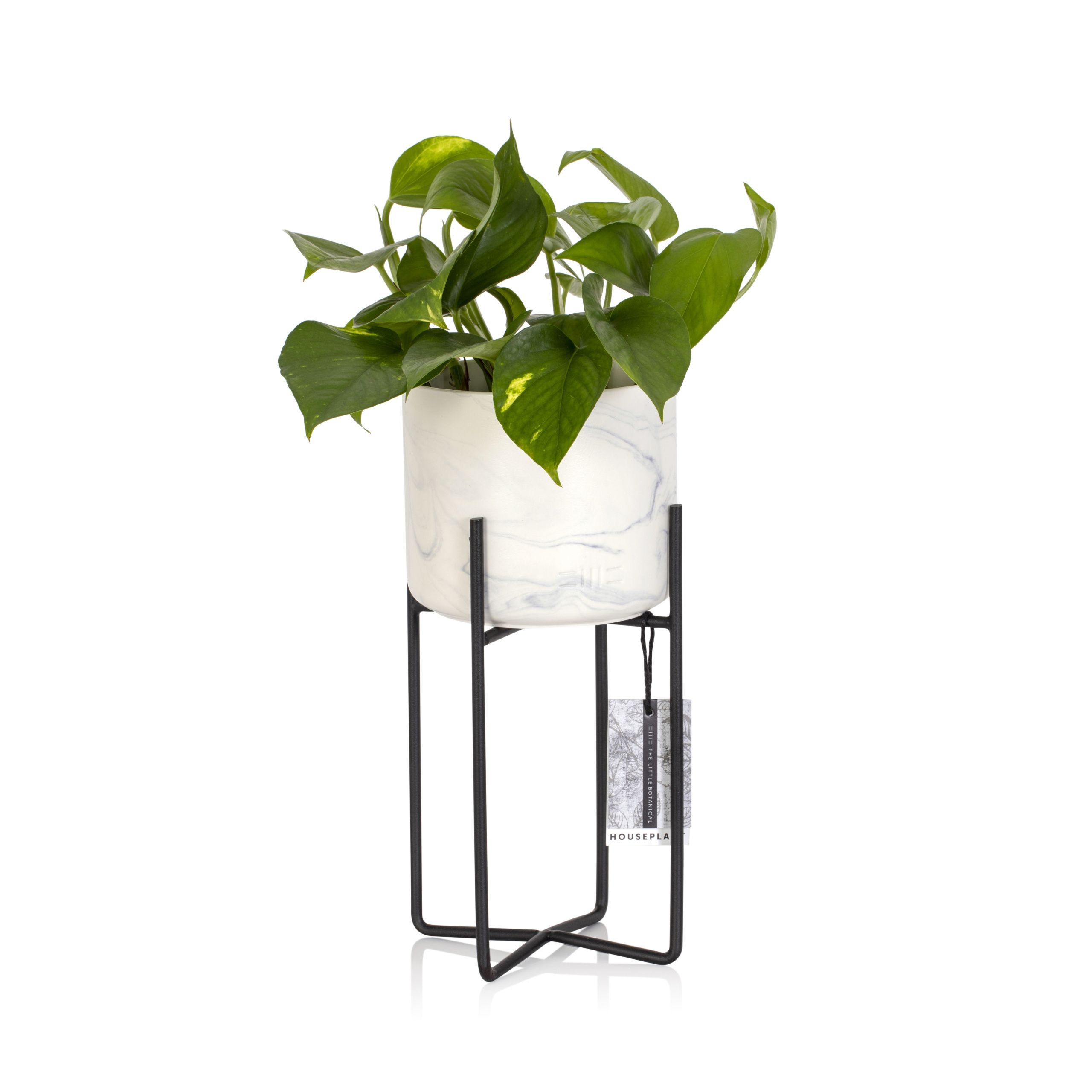 Devil'S Ivy Houseplant In Marble Planter With Stand | Houseplants Online Throughout Ivory Plant Stands (View 6 of 15)