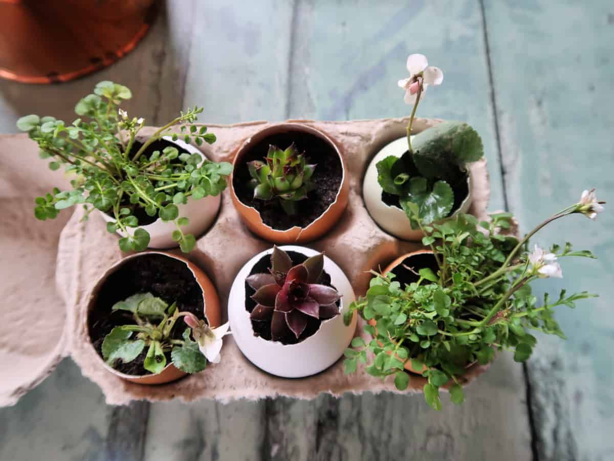 How To Make Cute Eggshell Planters For Miniature Plants • Craft Invaders Throughout Eggshell Plant Stands (View 4 of 15)