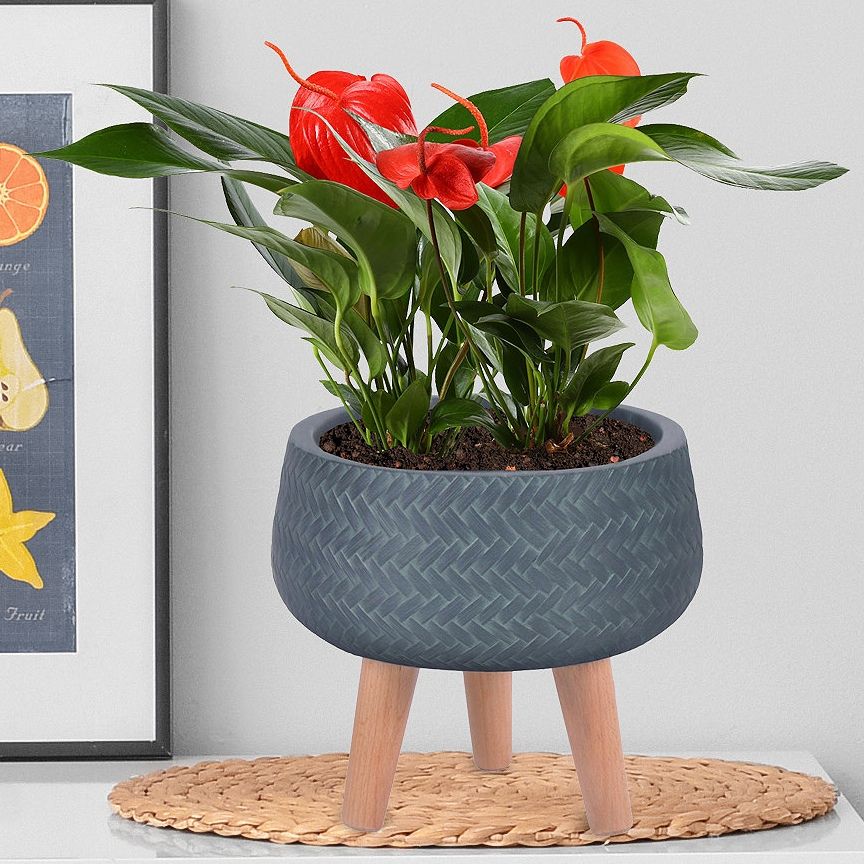 Plaited Style Slate Grey Bowl Planter On Legs, Round Pot Plant Stand Indoor  D24 H23 Cm, 4.2 Ltrs Cap. Buy From £ (View 10 of 15)