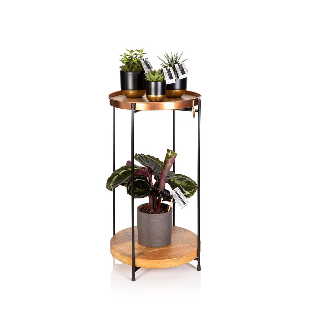 Plant Stand Table With Plants | Online Uk Houseplants & Accessories Within Plant Stands With Table (View 1 of 15)