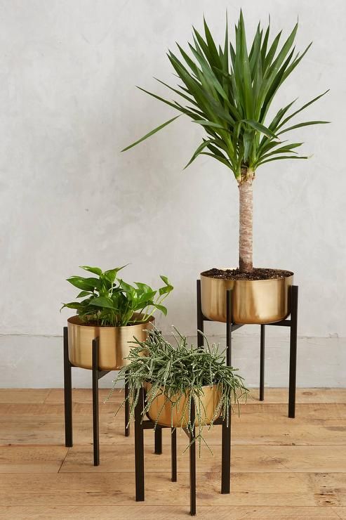 Rossum Brass Metallic Plant Stands Intended For Brass Plant Stands (View 2 of 15)