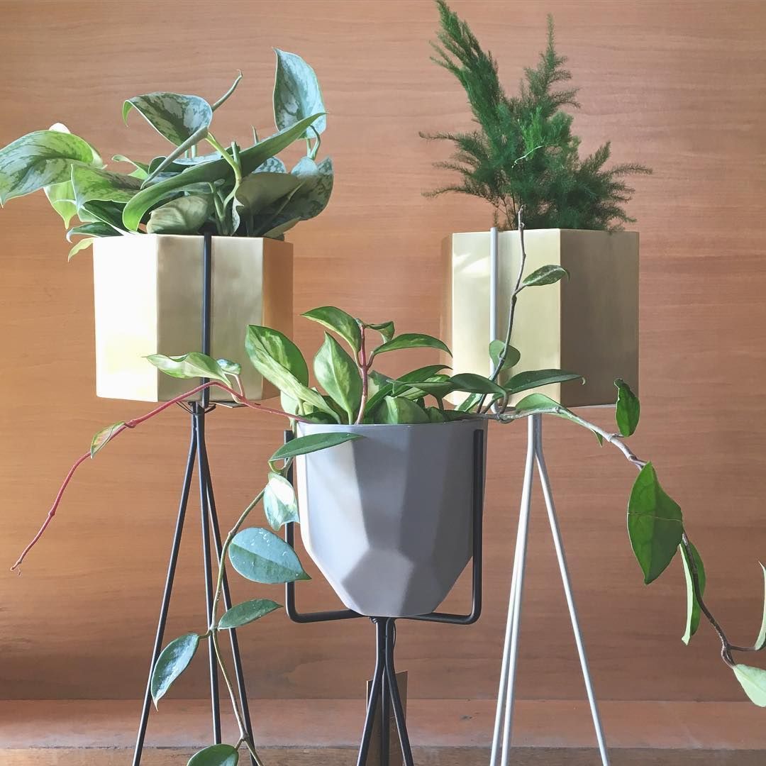 S P R O U T C H I C A G O On Instagram: “Sexy Brass Hexagon Planters Sit  Pretty In Our New Plant Stands! Straight Outta Denmar… | Plants, Plant Stand,  Green Living Inside Hexagon Plant Stands (View 4 of 15)