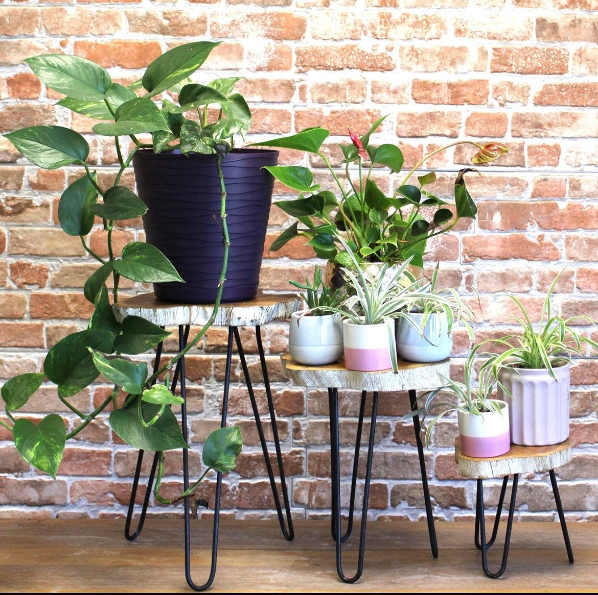 Set 3 Plant Stand – Etsy Throughout Set Of Three Plant Stands (View 12 of 15)