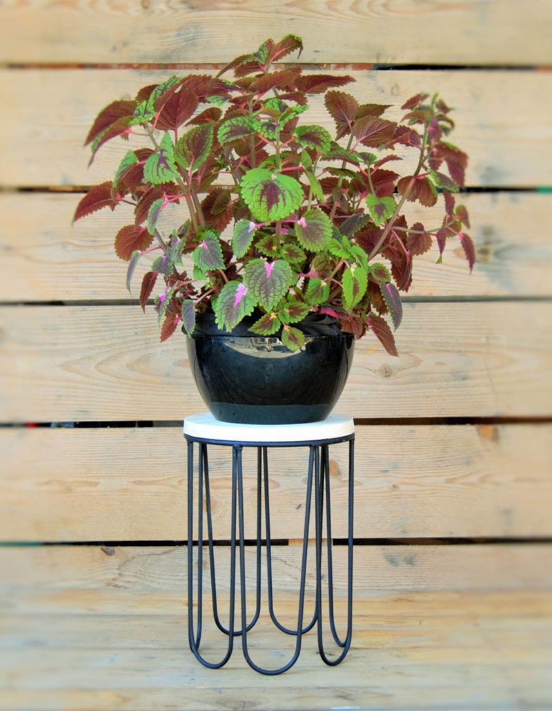 These 13 Modern Plant Stands Put Your Favorite Plants On Display In Iron Base Plant Stands (View 9 of 15)
