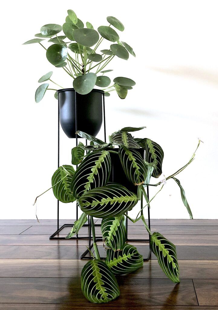 Unique Plant Stands Ideas For Your Home – My Tasteful Space Pertaining To Ivory Plant Stands (View 9 of 15)