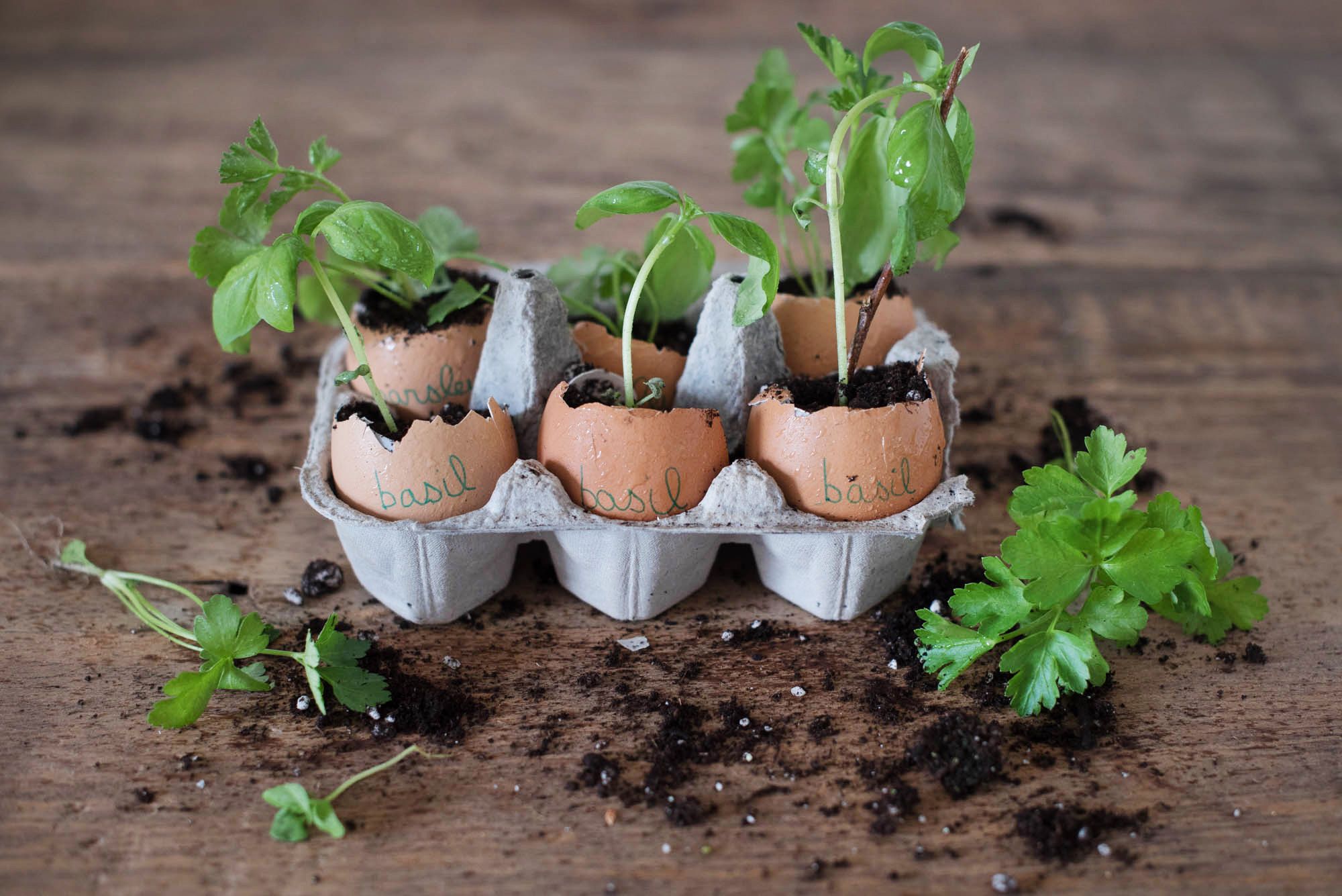 We Tried This: Egg Shell Planters – Garden Collage Magazine Intended For Eggshell Plant Stands (View 11 of 15)