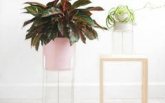 15 Ideas of Clear Plant Stands